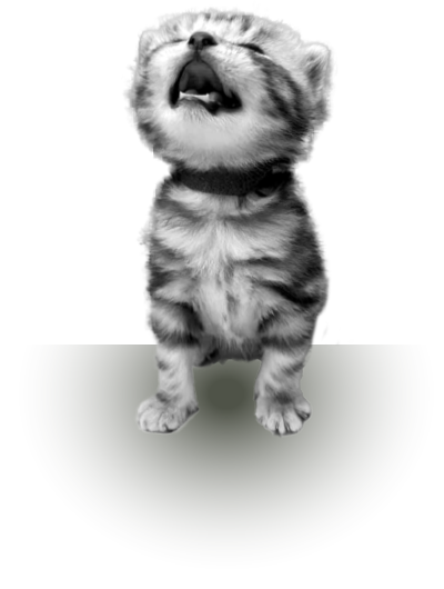 Very cute kitten meowing as loud as he can